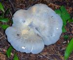 Albatrellus flettii - Fungi Species | sokos jishebi | სოკოს ჯიშები